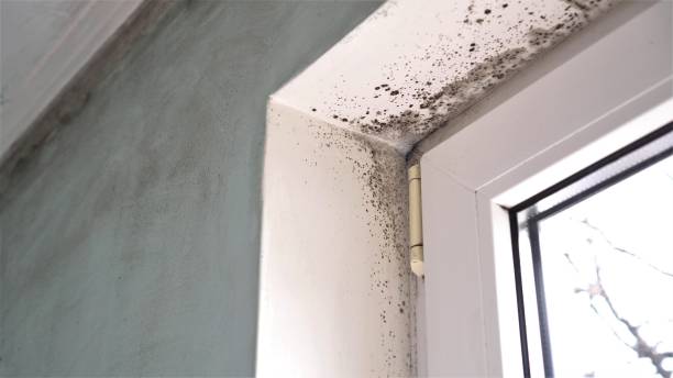 Best DIY Mold Remediation Support Services in Lake Shore, UT