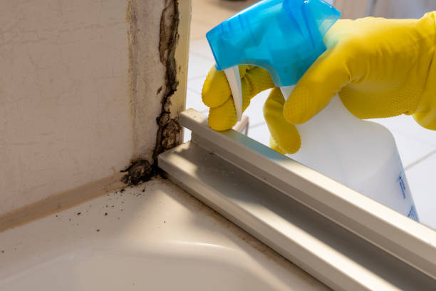 Best Bathroom Mold Remediation in Lake Shore, UT